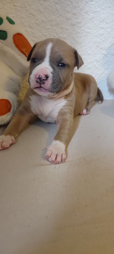 Domaine Bluepearl - Chiot disponible  - American Staffordshire Terrier