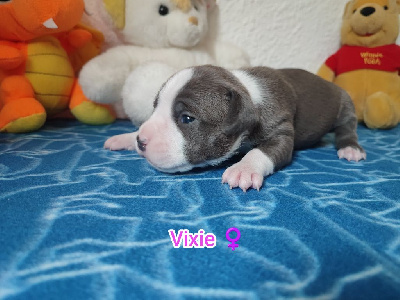 Vixie