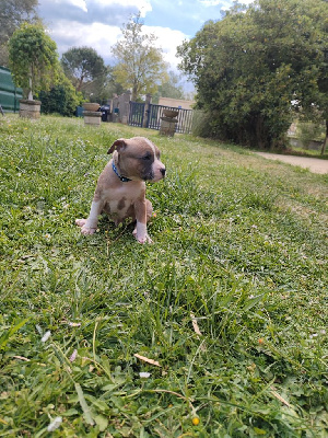 Domaine Bluepearl - American Staffordshire Terrier - Portée née le 12/03/2024