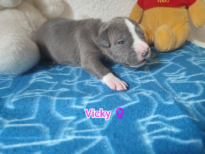 Vicky 