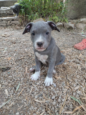 Domaine Bluepearl - American Staffordshire Terrier - Portée née le 15/08/2023