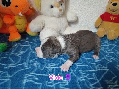 Vixie