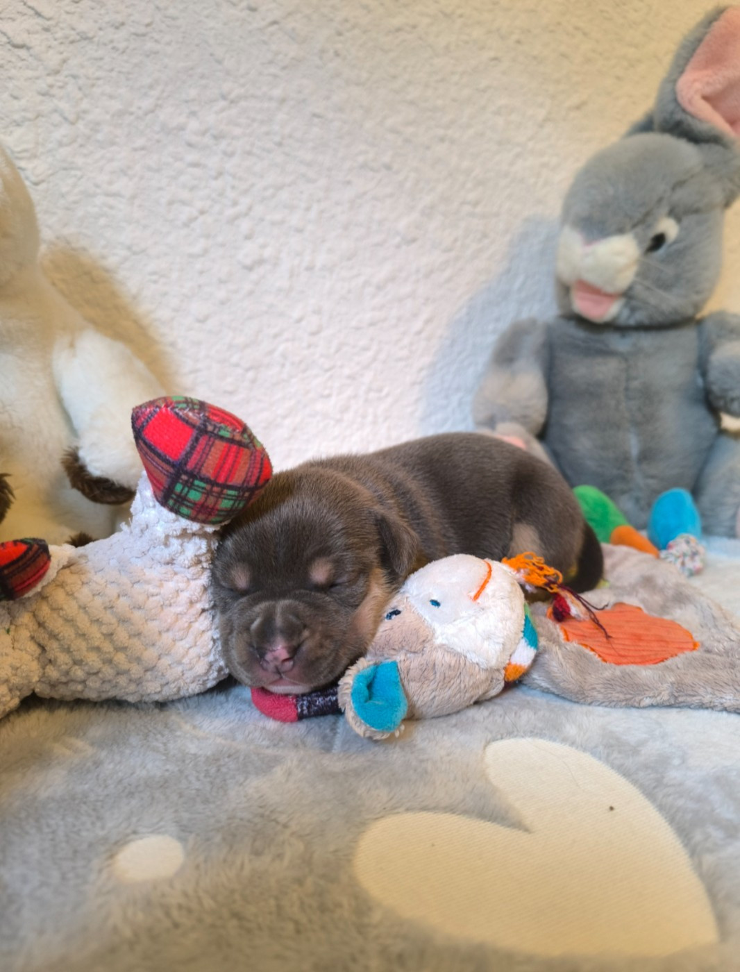 Domaine Bluepearl - Chiots disponibles - American Staffordshire Terrier