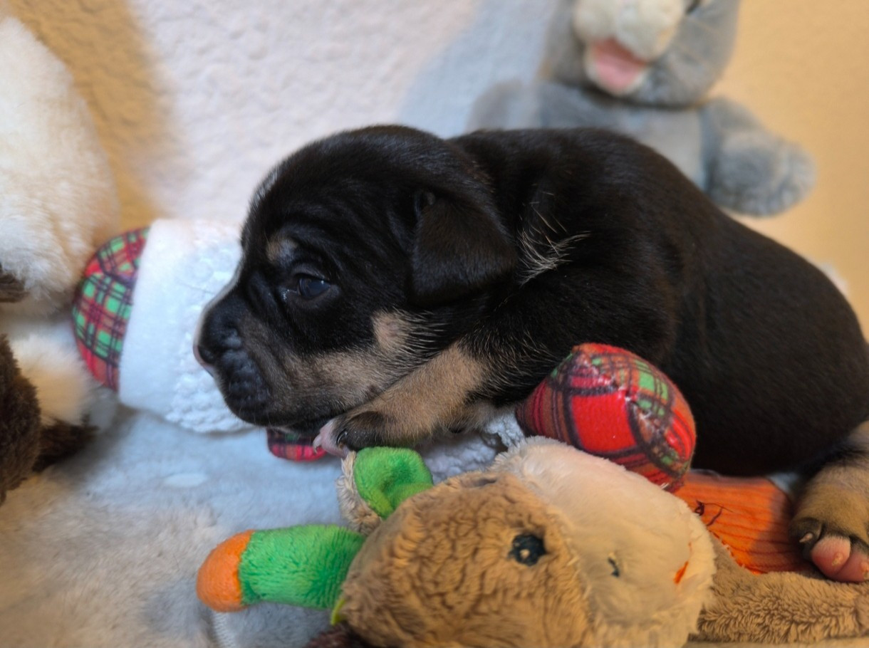 Domaine Bluepearl - Chiots disponibles - American Staffordshire Terrier