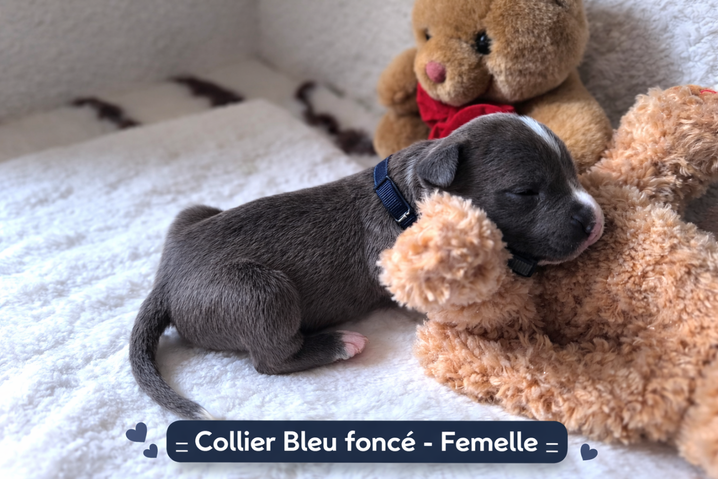 Domaine Bluepearl - Chiots disponibles - American Staffordshire Terrier