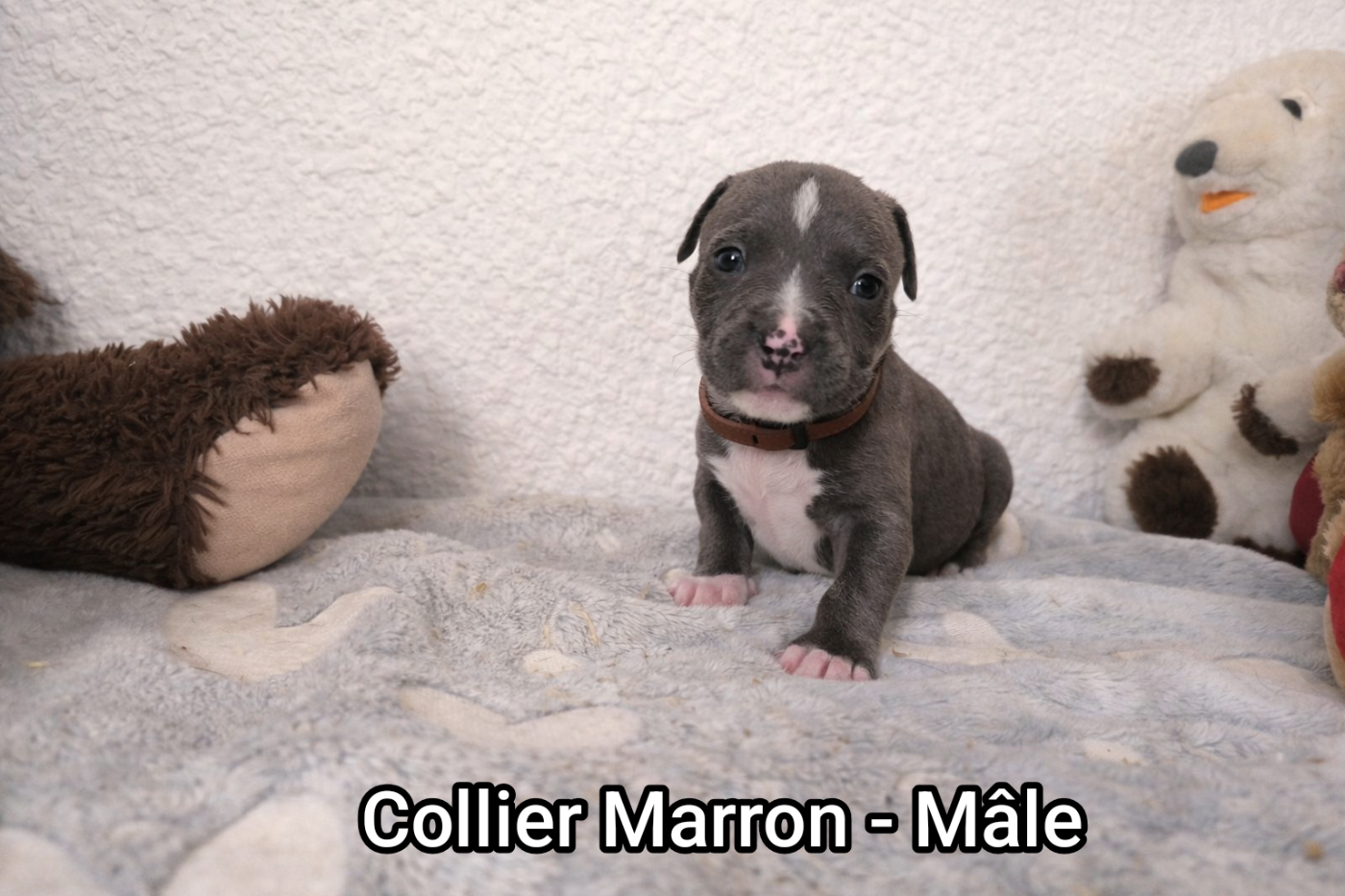 Domaine Bluepearl - Chiots disponibles - American Staffordshire Terrier