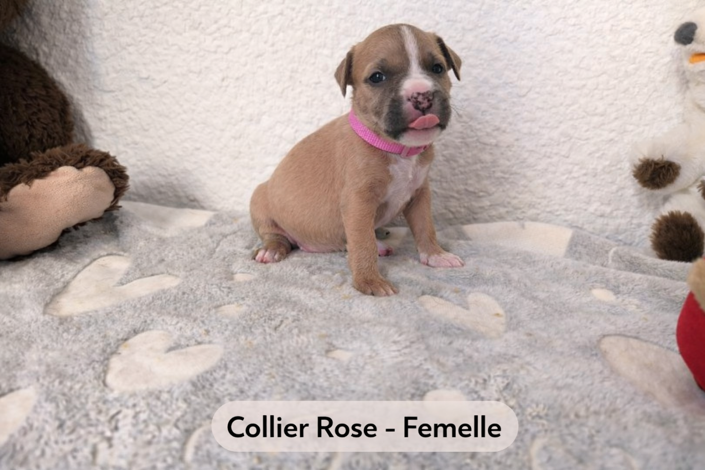 Domaine Bluepearl - Chiots disponibles - American Staffordshire Terrier