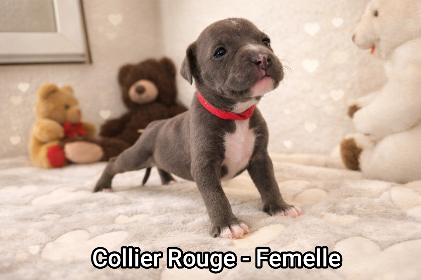 Domaine Bluepearl - Chiots disponibles - American Staffordshire Terrier