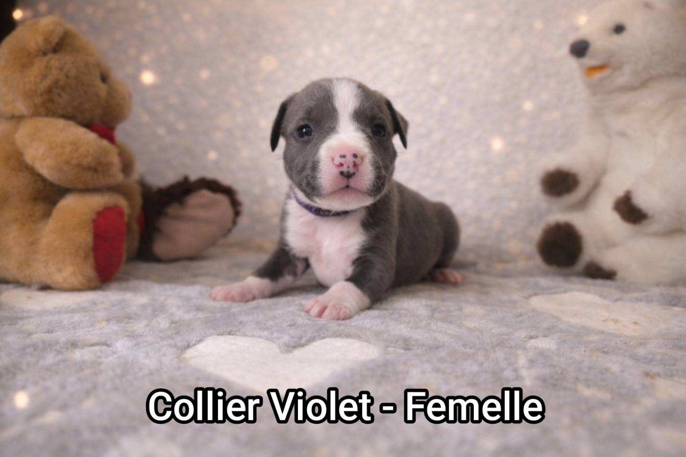 Domaine Bluepearl - Chiots disponibles - American Staffordshire Terrier