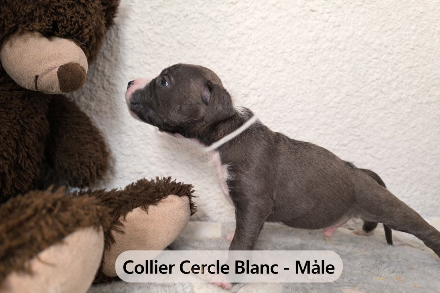Domaine Bluepearl - Chiots disponibles - American Staffordshire Terrier