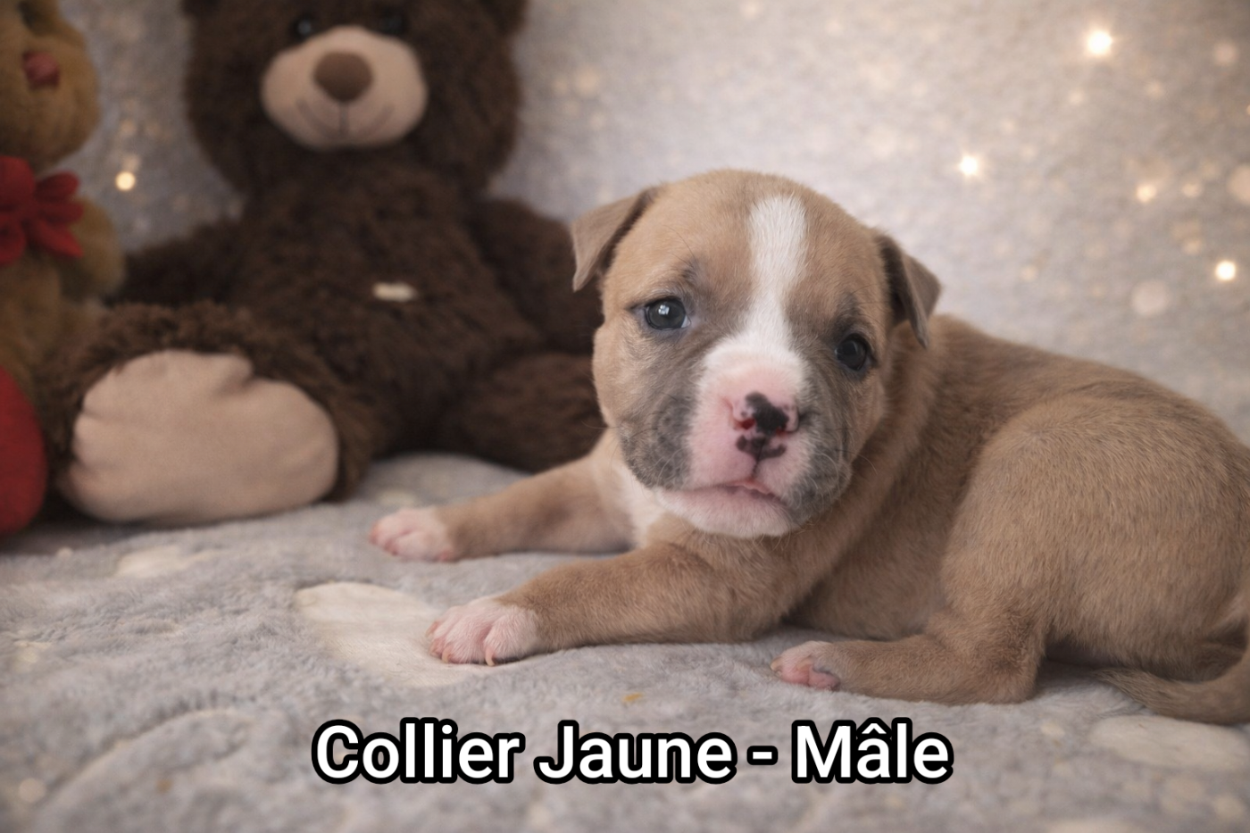 Domaine Bluepearl - Chiots disponibles - American Staffordshire Terrier