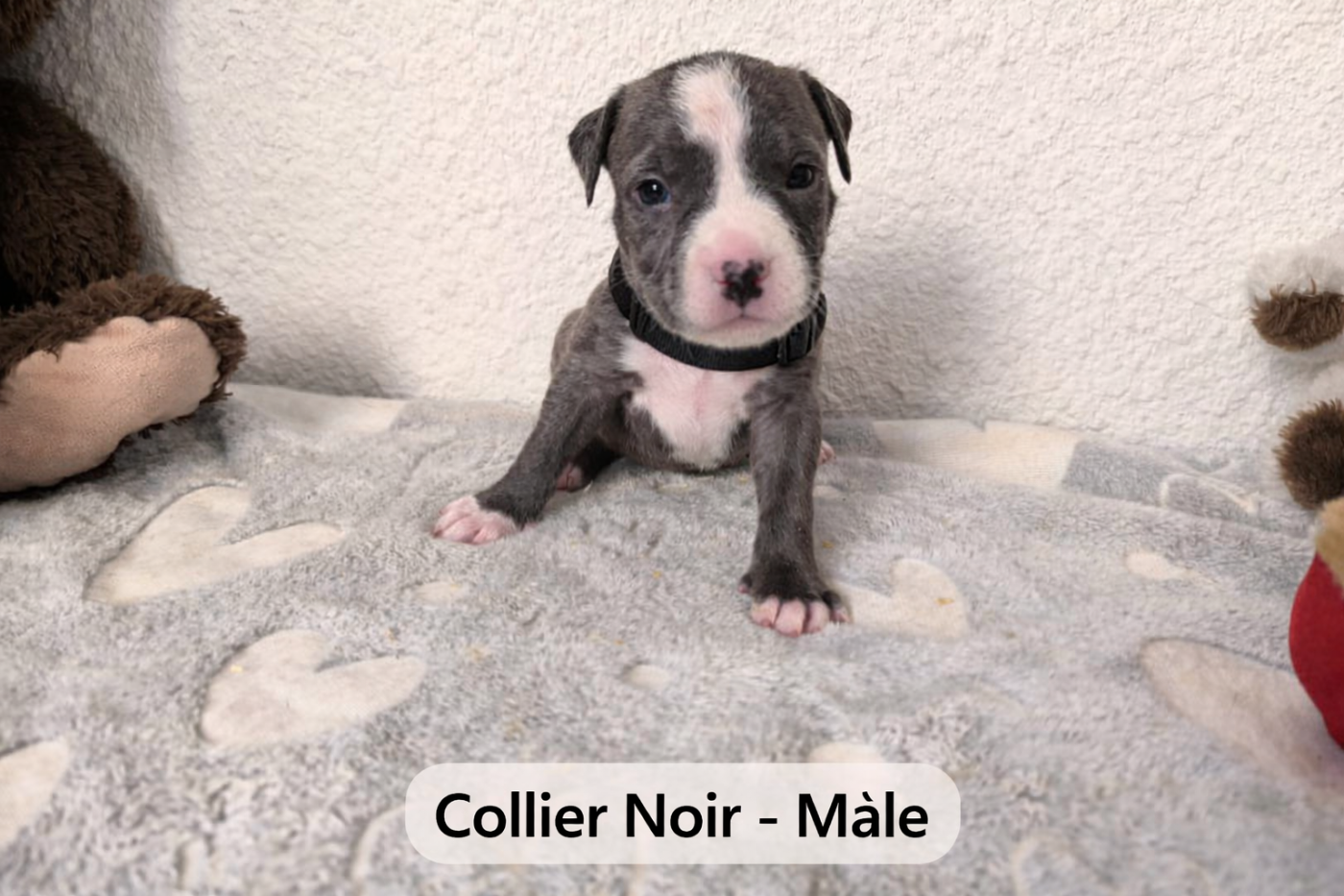Domaine Bluepearl - Chiots disponibles - American Staffordshire Terrier