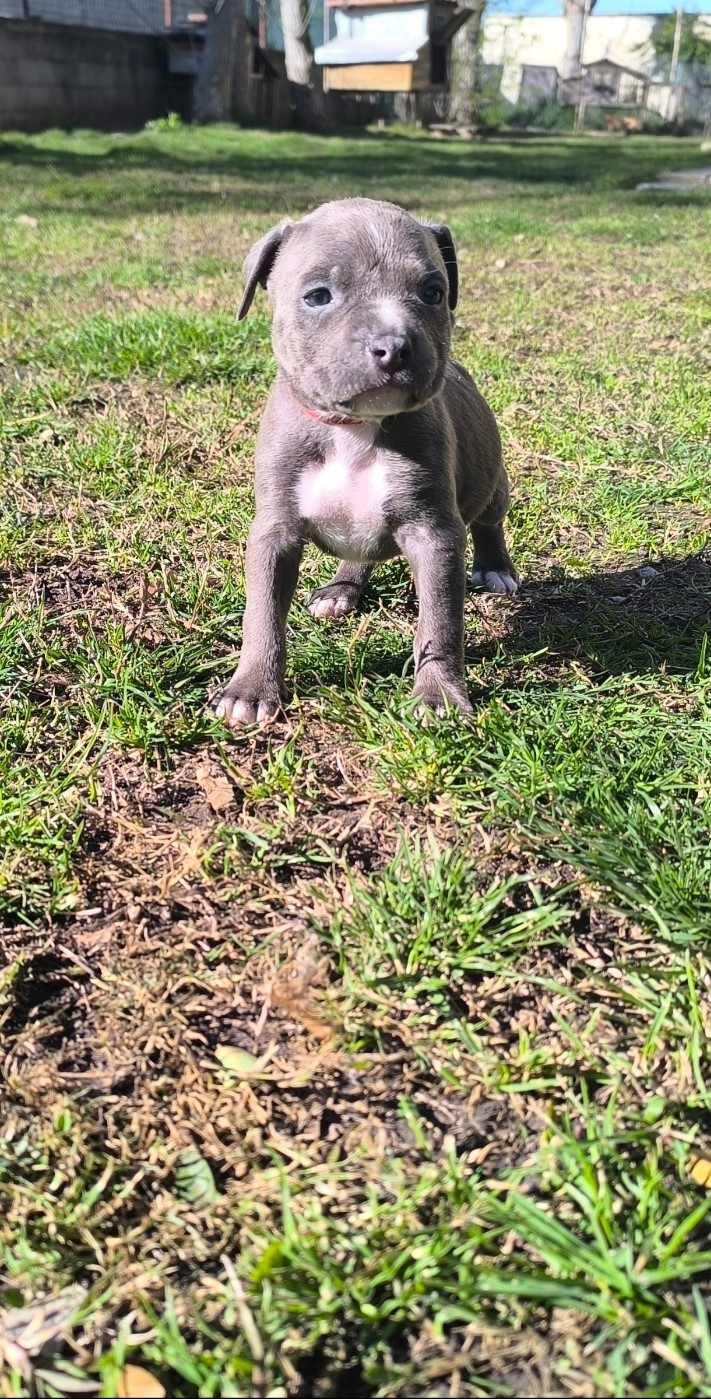 Domaine Bluepearl - Chiots disponibles - American Staffordshire Terrier