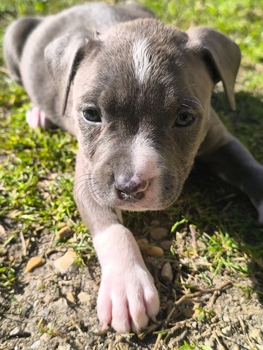 Domaine Bluepearl - Chiots disponibles - American Staffordshire Terrier