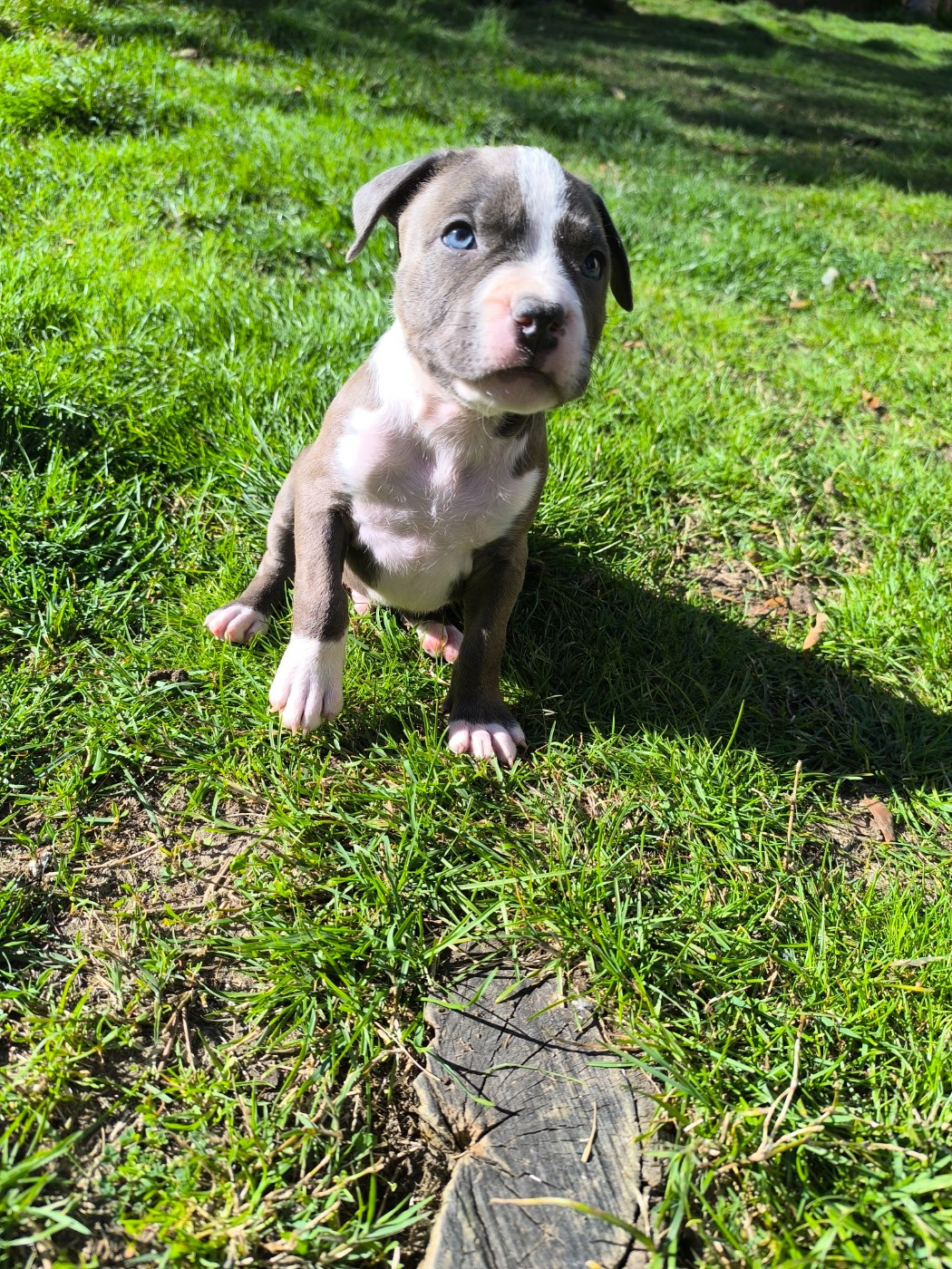Domaine Bluepearl - Chiots disponibles - American Staffordshire Terrier